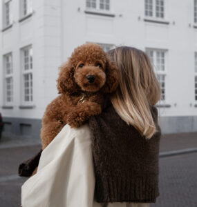 How I Became a Posh Poodle: From Germany to the Netherlands